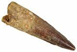 Fossil Spinosaurus Tooth - Real Dinosaur Tooth #348615-1